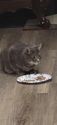 Lost Male Cat last seen Signal Hill Rd and Janet rose ct, Manassas, VA 20111