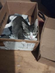 Lost Male Cat last seen 10th St and Broadway , San Leon, TX 77539