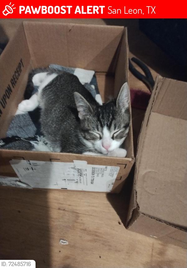 Lost Male Cat last seen 10th St and Broadway , San Leon, TX 77539