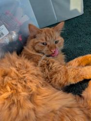 Lost Male Cat last seen Wildwood Road, Marietta, Marietta, SC 29661