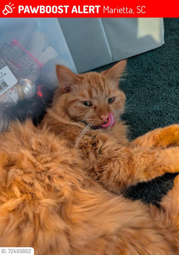 Lost Male Cat last seen Wildwood Road, Marietta, Marietta, SC 29661