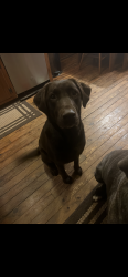 Lost Female Dog last seen Chestnut Gap Rd, Blue Ridge, GA 30513