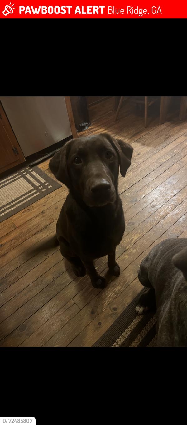 Lost Female Dog last seen Chestnut Gap Rd, Blue Ridge, GA 30513