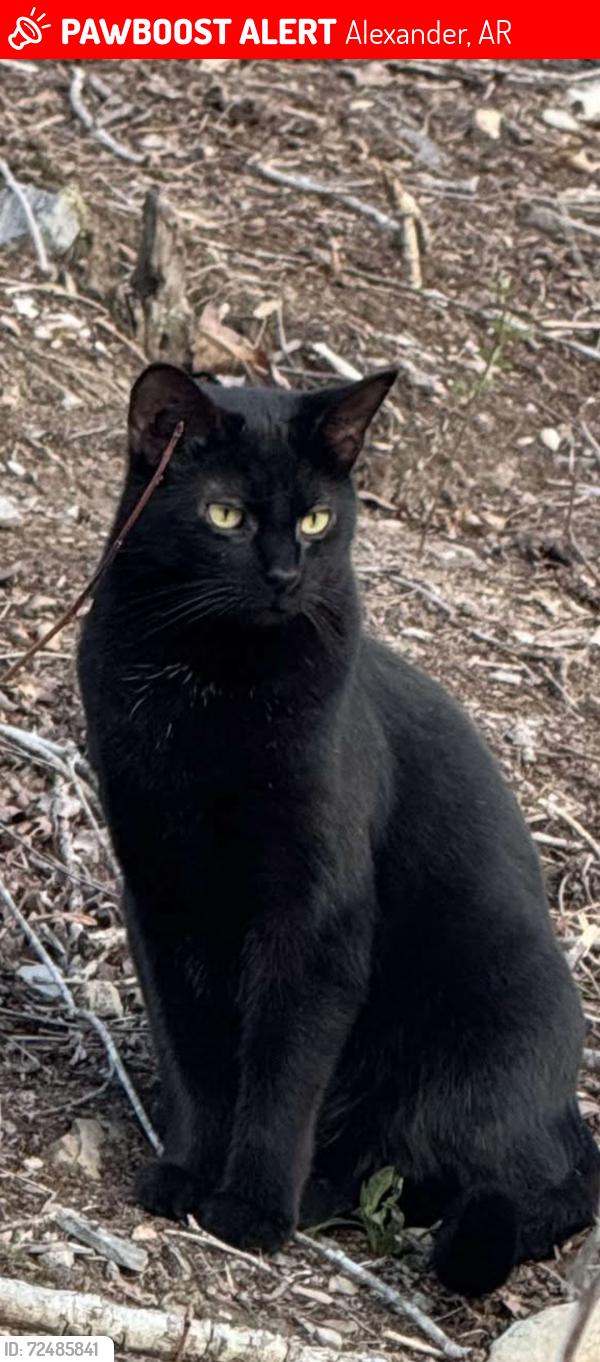 Lost Female Cat last seen Springway and PamelaWay, Alexander, AR 72002