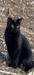 Lost Female Cat last seen Springway and PamelaWay, Alexander, AR 72002