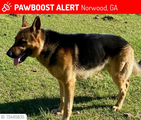 Lost Male Dog last seen Ridge Road Norwood, GA, Norwood, GA 30821