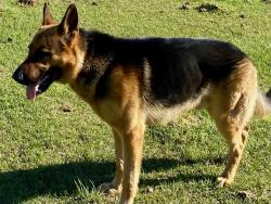 Lost Male Dog last seen Ridge Road Norwood, GA, Norwood, GA 30821