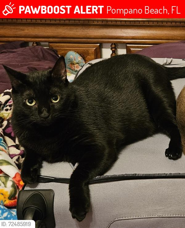 Lost Female Cat last seen McNab , Pompano Beach, FL 33069