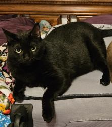 Lost Female Cat last seen McNab , Pompano Beach, FL 33069