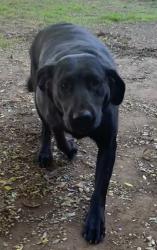 Lost Female Dog last seen D st and Las Flores Dr, Chula Vista, CA 91910