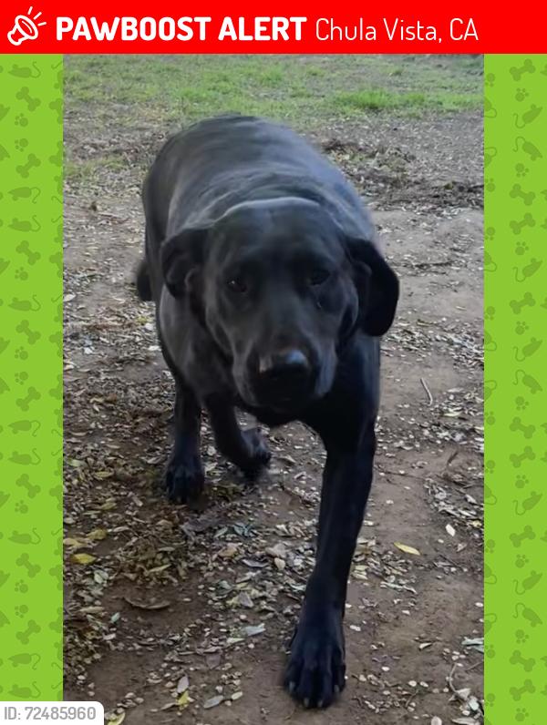 Lost Female Dog last seen D st and Las Flores Dr, Chula Vista, CA 91910