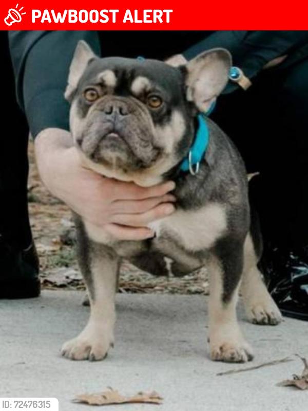 Lost Male Dog last seen Peachtree corners, GA, Forest Park, GA 30297
