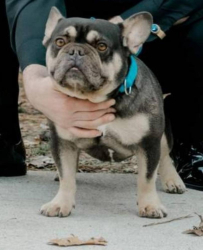 Lost Male Dog last seen Peachtree corners, GA, Forest Park, GA 30297