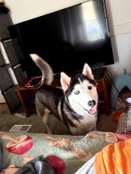 Reunited Male Dog last seen Steele Dr , Hampton, GA 30228