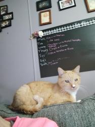 Reunited Male Cat last seen Division Camelot Manor , Grand Rapids, MI 49548