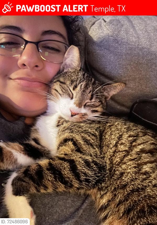 Lost Female Cat last seen Pecan Creek off MLKJr Dr, Shinoda Dr and Easton Dr, Temple, TX 76504