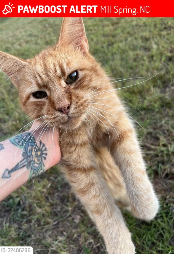 Lost Male Cat last seen Hwy 108, Mill Spring, NC 28756