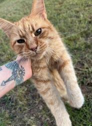Lost Male Cat last seen Hwy 108, Mill Spring, NC 28756