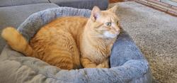 Lost Male Cat last seen Willow Street Valley Road Sweetwater Road, Bonita, CA 91902