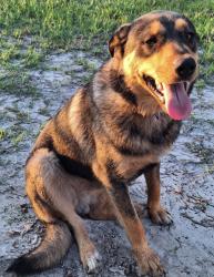 Lost Male Dog last seen Across from blueberry fields. White Christmas lights on gate by road, Hoboken, GA 31542