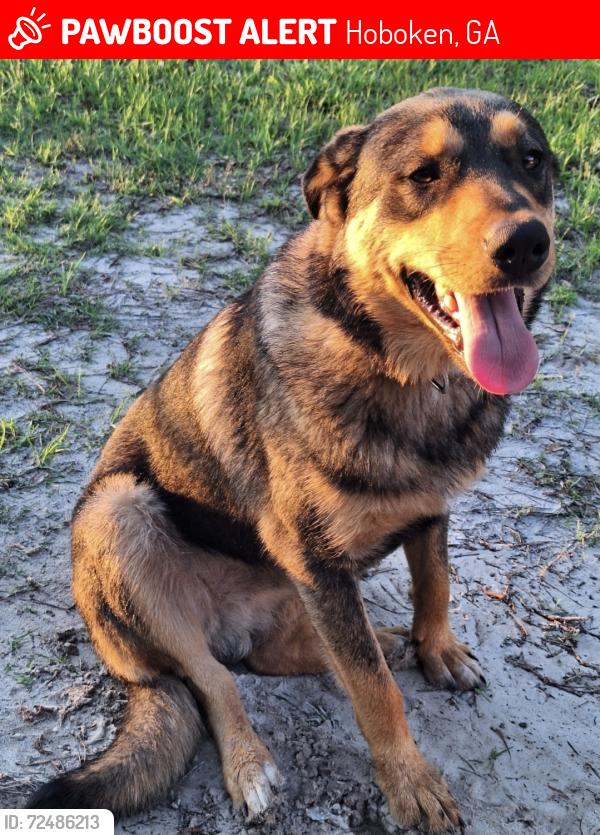 Lost Male Dog last seen Across from blueberry fields. White Christmas lights on gate by road, Hoboken, GA 31542