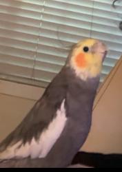 Lost Male Bird last seen Brea blvd and lemon, Fullerton, CA 92831