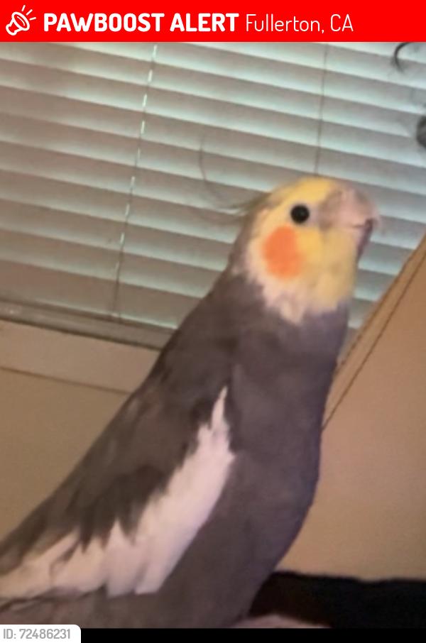 Lost Male Bird last seen Brea blvd and lemon, Fullerton, CA 92831