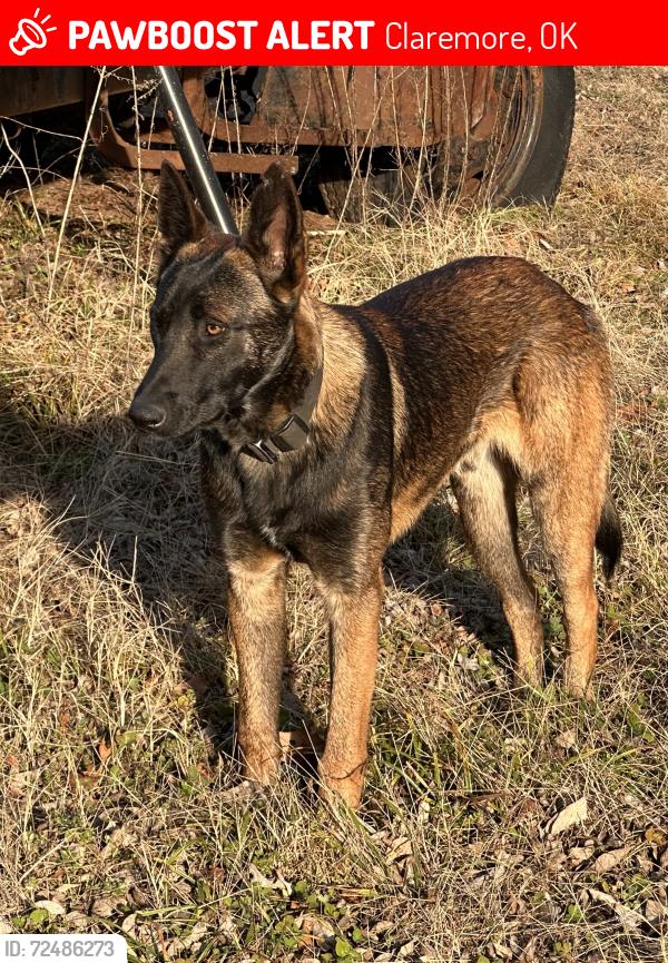 Lost Male Dog last seen Hwy 88 and s 4170 rd , Claremore, OK 74019