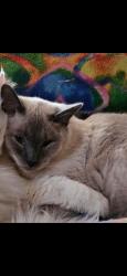 Lost Male Cat last seen Jenson, Colorado Springs, CO 80922
