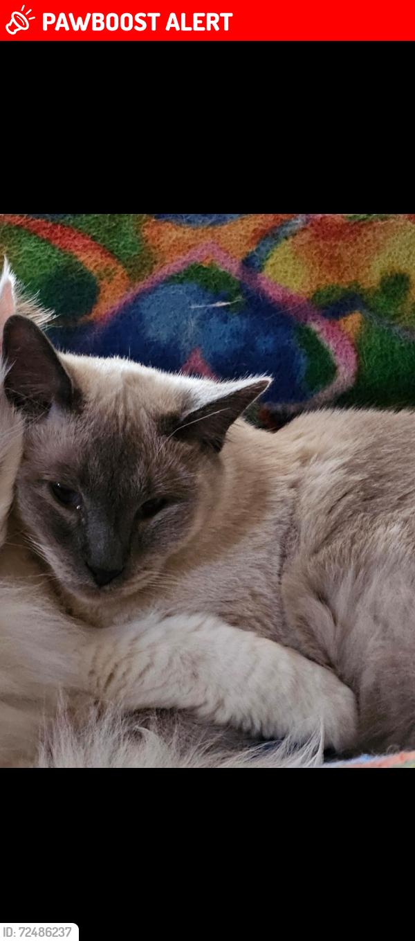 Lost Male Cat last seen Jenson, Colorado Springs, CO 80922