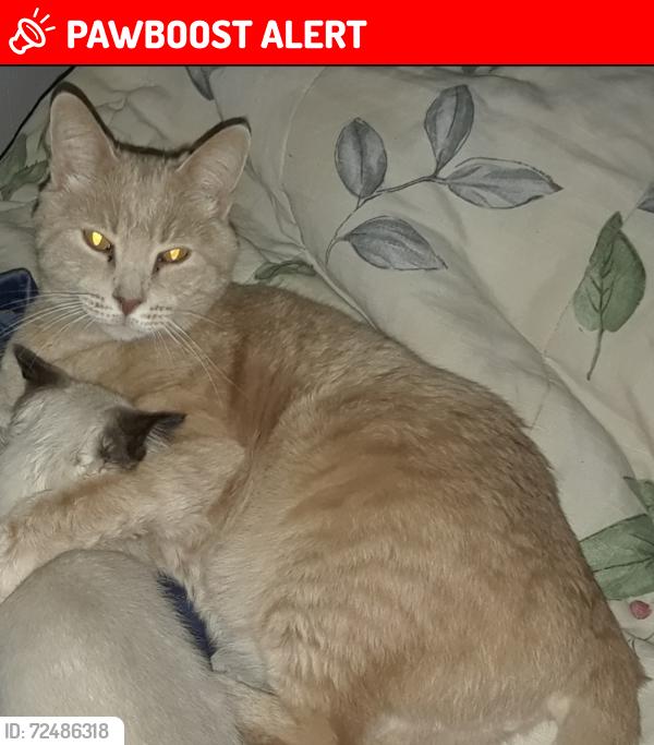 Lost Male Cat last seen Hillbeck , Colorado Springs, CO 80922