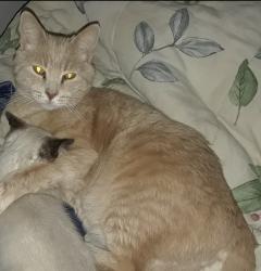 Lost Male Cat last seen Hillbeck , Colorado Springs, CO 80922
