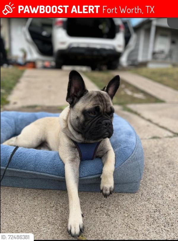 Lost Male Dog last seen Merida road Ave 76115, Fort Worth, TX 76115