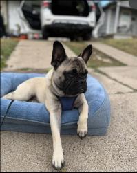 Lost Male Dog last seen Merida road Ave 76115, Fort Worth, TX 76115