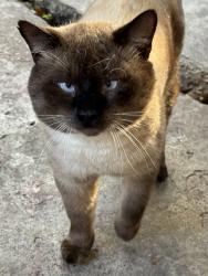 Lost Male Cat last seen Willowbend and Woodfin, Houston, TX 77025