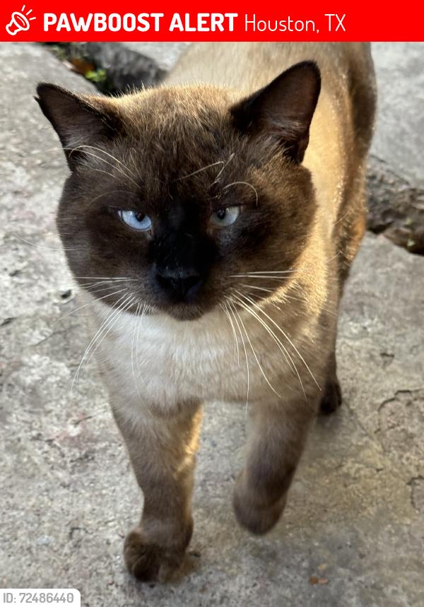 Lost Male Cat last seen Willowbend and Woodfin, Houston, TX 77025