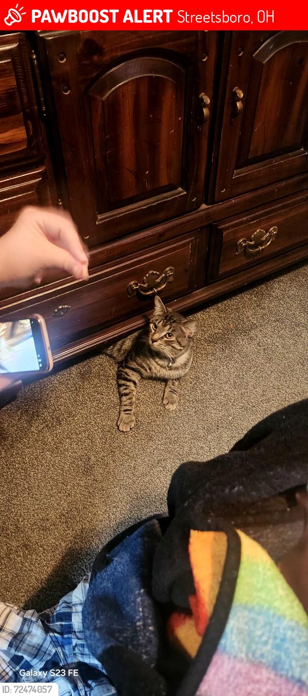 Lost Male Cat last seen S.Sagramore, Frost rd, RT43, C.V.S, Circle k, Streetsboro, OH 44241