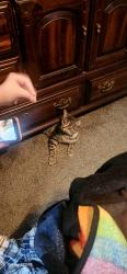 Lost Male Cat last seen S.Sagramore, Frost rd, RT43, C.V.S, Circle k, Streetsboro, OH 44241