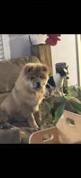 Lost Male Dog last seen Piney grove rd , Angier, NC 27501