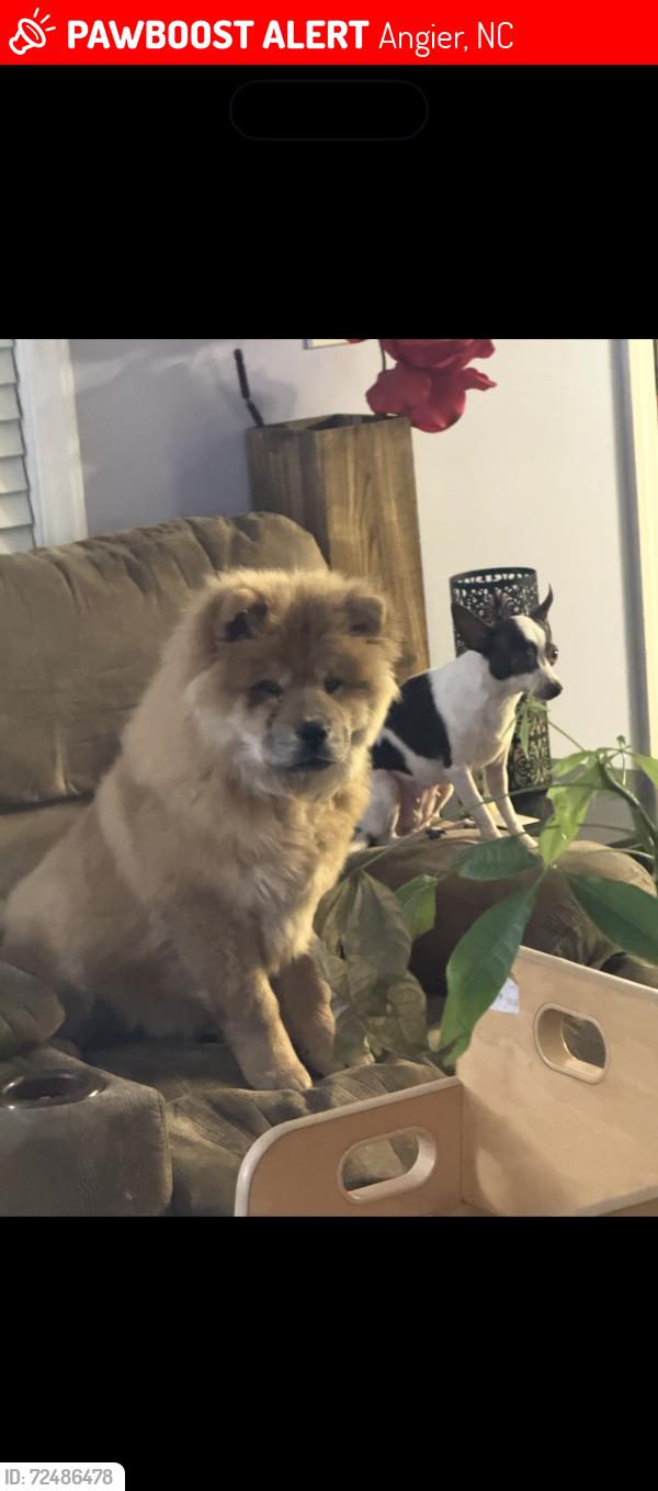 Lost Male Dog last seen Piney grove rd , Angier, NC 27501