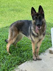 Lost Female Dog last seen Right off of 72 on plainview rd, Golden, CO 80403