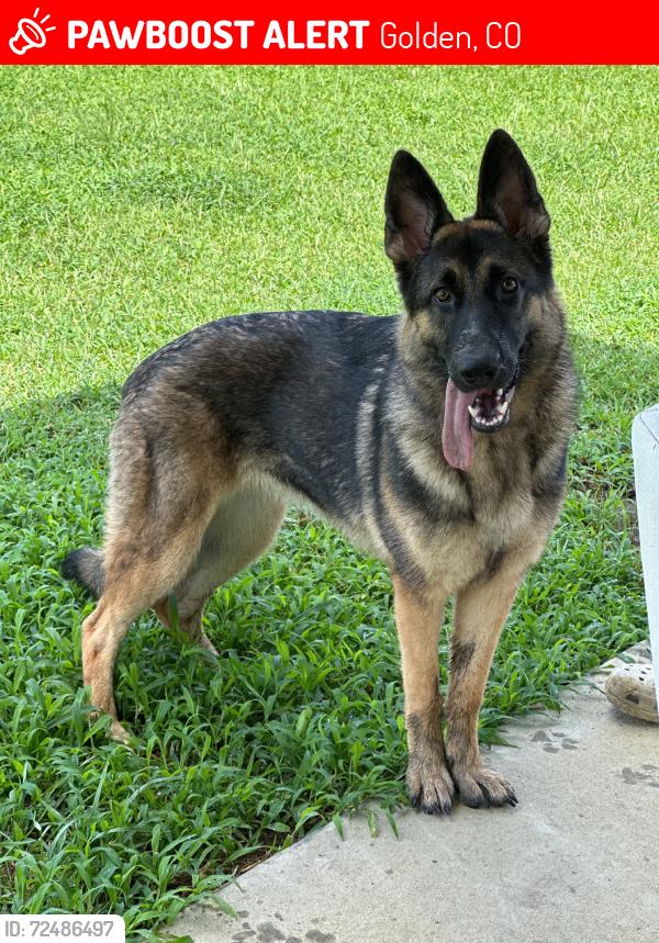 Lost Female Dog last seen Right off of 72 on plainview rd, Golden, CO 80403
