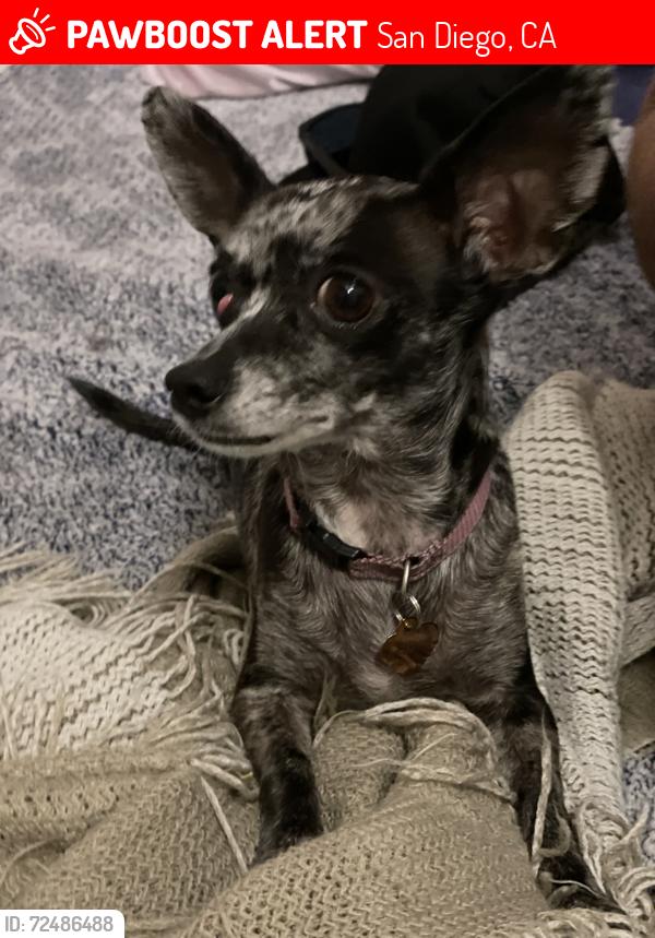 Lost Female Dog last seen Spectrum and Ruffin road San Diego 92111 by Jack in the box headquarters , San Diego, CA 92123