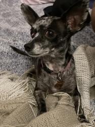 Lost Female Dog last seen Spectrum and Ruffin road San Diego 92111 by Jack in the box headquarters , San Diego, CA 92123