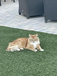 Lost Male Cat last seen Plaza del Oro and North Frontage Rd., Yuma, AZ 85367