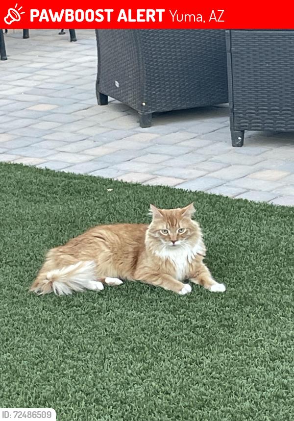 Lost Male Cat last seen Plaza del Oro and North Frontage Rd., Yuma, AZ 85367