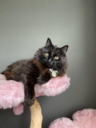 Lost Male Cat last seen Scott Ave N in Robbinsdale , Minneapolis, MN 55422