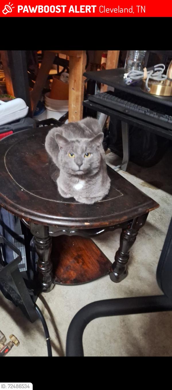 Lost Male Cat last seen Westside St, Cleveland, TN 37312
