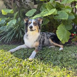 Lost Female Dog last seen Near NE 83 rd ST 33138 miami , Miami, FL 33138