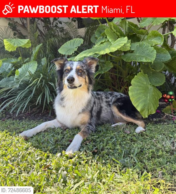 Lost Female Dog last seen Near NE 83 rd ST 33138 miami , Miami, FL 33138
